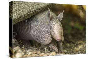 Louisiana, Lake Martin. Young Nine-Banded Armadillo-Jaynes Gallery-Stretched Canvas