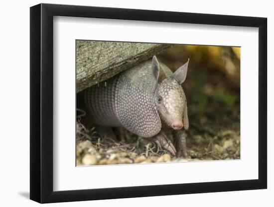 Louisiana, Lake Martin. Young Nine-Banded Armadillo-Jaynes Gallery-Framed Photographic Print