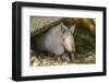 Louisiana, Lake Martin. Young Nine-Banded Armadillo-Jaynes Gallery-Framed Photographic Print