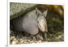 Louisiana, Lake Martin. Young Nine-Banded Armadillo-Jaynes Gallery-Framed Photographic Print