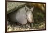 Louisiana, Lake Martin. Young Nine-Banded Armadillo-Jaynes Gallery-Framed Photographic Print