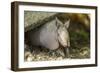 Louisiana, Lake Martin. Young Nine-Banded Armadillo-Jaynes Gallery-Framed Photographic Print