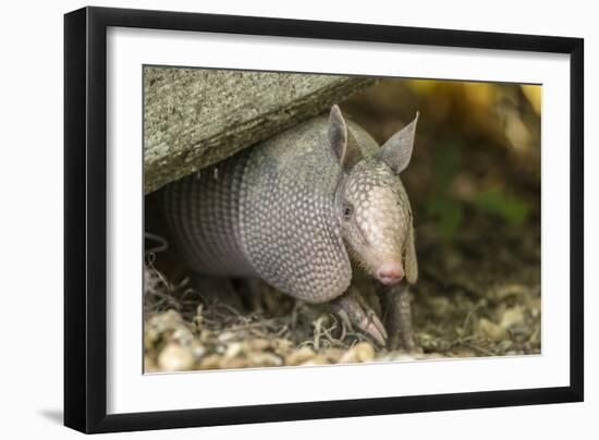 Louisiana, Lake Martin. Young Nine-Banded Armadillo-Jaynes Gallery-Framed Photographic Print