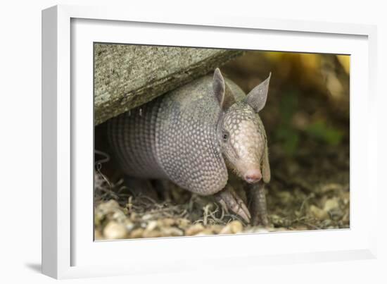 Louisiana, Lake Martin. Young Nine-Banded Armadillo-Jaynes Gallery-Framed Photographic Print