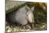 Louisiana, Lake Martin. Young Nine-Banded Armadillo-Jaynes Gallery-Mounted Photographic Print