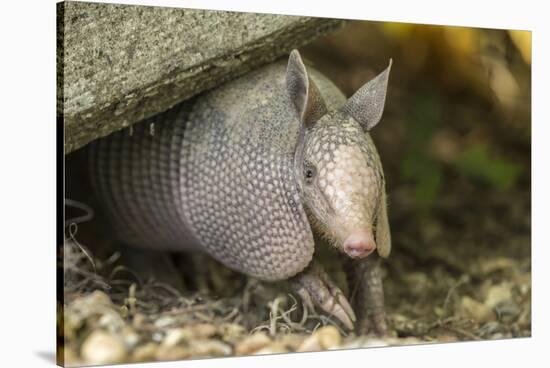 Louisiana, Lake Martin. Young Nine-Banded Armadillo-Jaynes Gallery-Stretched Canvas