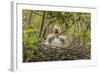 Louisiana, Miller's Lake. Cattle Egret Chicks in Nest-Jaynes Gallery-Framed Photographic Print