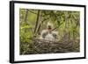 Louisiana, Miller's Lake. Cattle Egret Chicks in Nest-Jaynes Gallery-Framed Photographic Print