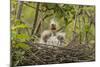 Louisiana, Miller's Lake. Cattle Egret Chicks in Nest-Jaynes Gallery-Mounted Photographic Print