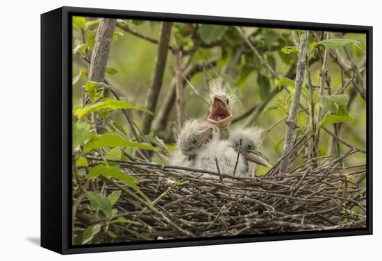 Louisiana, Miller's Lake. Cattle Egret Chicks in Nest-Jaynes Gallery-Framed Stretched Canvas