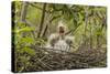 Louisiana, Miller's Lake. Cattle Egret Chicks in Nest-Jaynes Gallery-Stretched Canvas