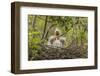 Louisiana, Miller's Lake. Cattle Egret Chicks in Nest-Jaynes Gallery-Framed Photographic Print