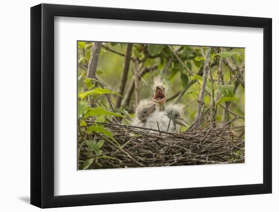 Louisiana, Miller's Lake. Cattle Egret Chicks in Nest-Jaynes Gallery-Framed Photographic Print