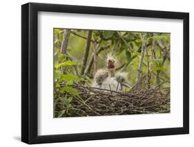 Louisiana, Miller's Lake. Cattle Egret Chicks in Nest-Jaynes Gallery-Framed Photographic Print