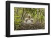 Louisiana, Miller's Lake. Cattle Egret Chicks in Nest-Jaynes Gallery-Framed Photographic Print