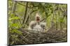 Louisiana, Miller's Lake. Cattle Egret Chicks in Nest-Jaynes Gallery-Mounted Photographic Print