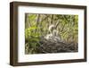 Louisiana, Miller's Lake. Cattle Egret Chicks in Nest-Jaynes Gallery-Framed Photographic Print