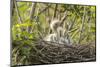 Louisiana, Miller's Lake. Cattle Egret Chicks in Nest-Jaynes Gallery-Mounted Photographic Print