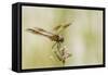 Louisiana, Miller's Lake. Dragonfly on Flower-Jaynes Gallery-Framed Stretched Canvas