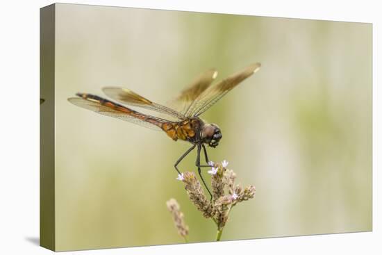 Louisiana, Miller's Lake. Dragonfly on Flower-Jaynes Gallery-Stretched Canvas