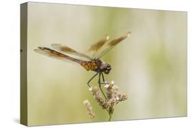 Louisiana, Miller's Lake. Dragonfly on Flower-Jaynes Gallery-Stretched Canvas