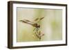 Louisiana, Miller's Lake. Dragonfly on Flower-Jaynes Gallery-Framed Photographic Print