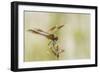 Louisiana, Miller's Lake. Dragonfly on Flower-Jaynes Gallery-Framed Photographic Print