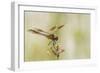 Louisiana, Miller's Lake. Dragonfly on Flower-Jaynes Gallery-Framed Photographic Print