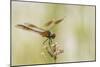 Louisiana, Miller's Lake. Dragonfly on Flower-Jaynes Gallery-Mounted Photographic Print