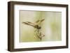 Louisiana, Miller's Lake. Dragonfly on Flower-Jaynes Gallery-Framed Photographic Print