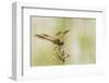 Louisiana, Miller's Lake. Dragonfly on Flower-Jaynes Gallery-Framed Photographic Print