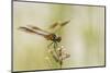 Louisiana, Miller's Lake. Dragonfly on Flower-Jaynes Gallery-Mounted Photographic Print