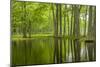 Louisiana, Miller's Lake. Tupelo Trees in Swamp-Jaynes Gallery-Mounted Photographic Print