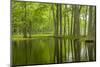 Louisiana, Miller's Lake. Tupelo Trees in Swamp-Jaynes Gallery-Mounted Photographic Print