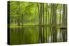 Louisiana, Miller's Lake. Tupelo Trees in Swamp-Jaynes Gallery-Stretched Canvas