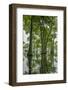 Louisiana, Miller's Lake. Tupelo Trees Reflect in Lake-Jaynes Gallery-Framed Photographic Print