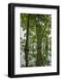 Louisiana, Miller's Lake. Tupelo Trees Reflect in Lake-Jaynes Gallery-Framed Photographic Print