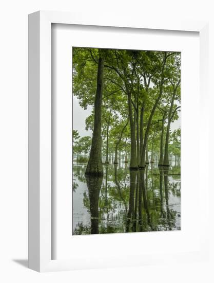 Louisiana, Miller's Lake. Tupelo Trees Reflect in Lake-Jaynes Gallery-Framed Photographic Print