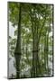 Louisiana, Miller's Lake. Tupelo Trees Reflect in Lake-Jaynes Gallery-Mounted Photographic Print