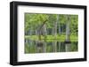 Louisiana, Miller's Lake. Tupelo Trees Reflect in Water-Jaynes Gallery-Framed Photographic Print