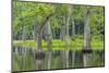 Louisiana, Miller's Lake. Tupelo Trees Reflect in Water-Jaynes Gallery-Mounted Photographic Print
