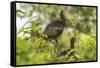 Louisiana, Miller's Lake. White-Faced Ibis Pair in Tree-Jaynes Gallery-Framed Stretched Canvas