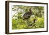 Louisiana, Miller's Lake. White-Faced Ibis Pair in Tree-Jaynes Gallery-Framed Photographic Print