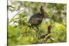 Louisiana, Miller's Lake. White-Faced Ibis Pair in Tree-Jaynes Gallery-Stretched Canvas