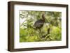 Louisiana, Miller's Lake. White-Faced Ibis Pair in Tree-Jaynes Gallery-Framed Photographic Print