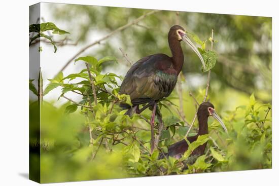 Louisiana, Miller's Lake. White-Faced Ibis Pair in Tree-Jaynes Gallery-Stretched Canvas