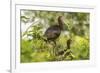 Louisiana, Miller's Lake. White-Faced Ibis Pair in Tree-Jaynes Gallery-Framed Photographic Print