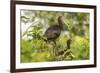 Louisiana, Miller's Lake. White-Faced Ibis Pair in Tree-Jaynes Gallery-Framed Photographic Print