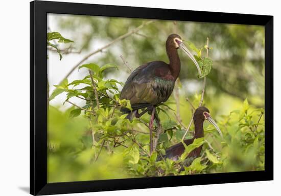 Louisiana, Miller's Lake. White-Faced Ibis Pair in Tree-Jaynes Gallery-Framed Photographic Print