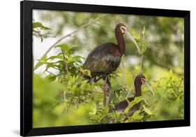 Louisiana, Miller's Lake. White-Faced Ibis Pair in Tree-Jaynes Gallery-Framed Photographic Print